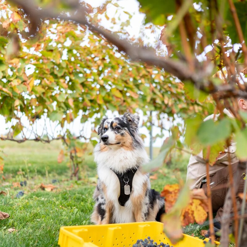 Angus, Umbo's Australian shepherd, in the vineyard